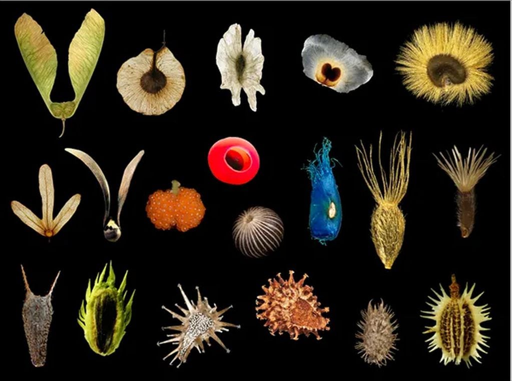 La gran diversidad de formas de las semillas da una idea de sus variados métodos de dispersión. Fuente- Kunming Institute of Botany