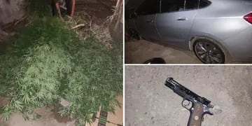 Cayeron con más de 30 plantas de marihuana tras cometer un asalto en Las Heras