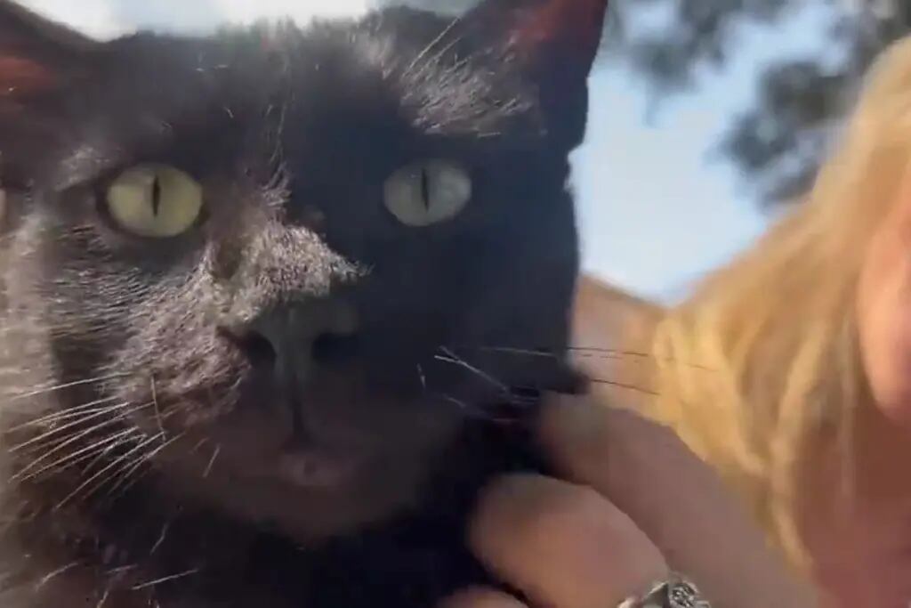 Video: la particular obsesión que tiene un gato que vuelve loco a su vecindario