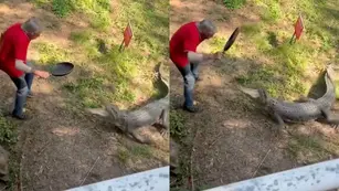 Viral: un hombre se defendió de un cocodrilo a sartenazos