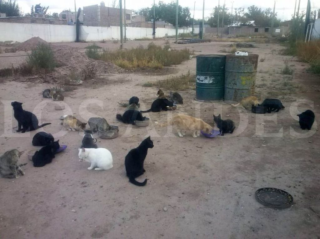 
“Hijos” de Pereg. Convivía con decenas de gatos, que pidió tener en prisión. | Los Andes
   