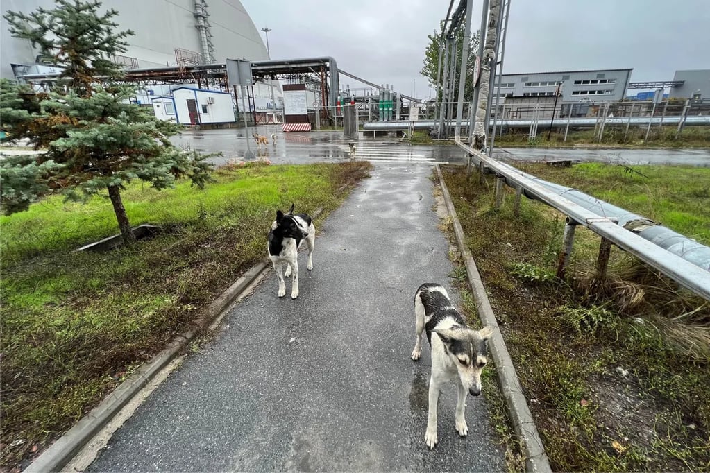 Más de 200 perros fueron analizados en Chernobyl con la intención de determinar por qué no se ven afectados por la radiactividad.