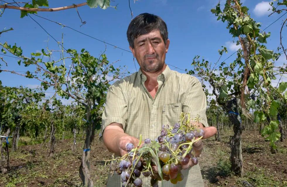 Tormenta de granizo en  Philipps en el Departamento de JunínCeferino Torres perdió sus cuatro hectáreas de uva criollaFoto: Orlando Pelichotti