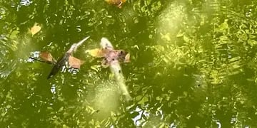 Encontraron decenas de peces muerto en un lago de Rosario y apuntan a la ola de calor