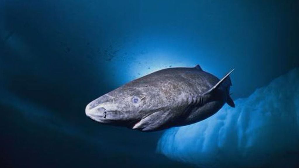El tiburón mide 550 centímetros. Foto: Web.