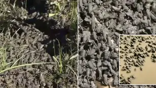 Un influencer crio un “ejército” de más de un millón de ranas en su jardín, pero se escaparon provocando un caos en el vecindario