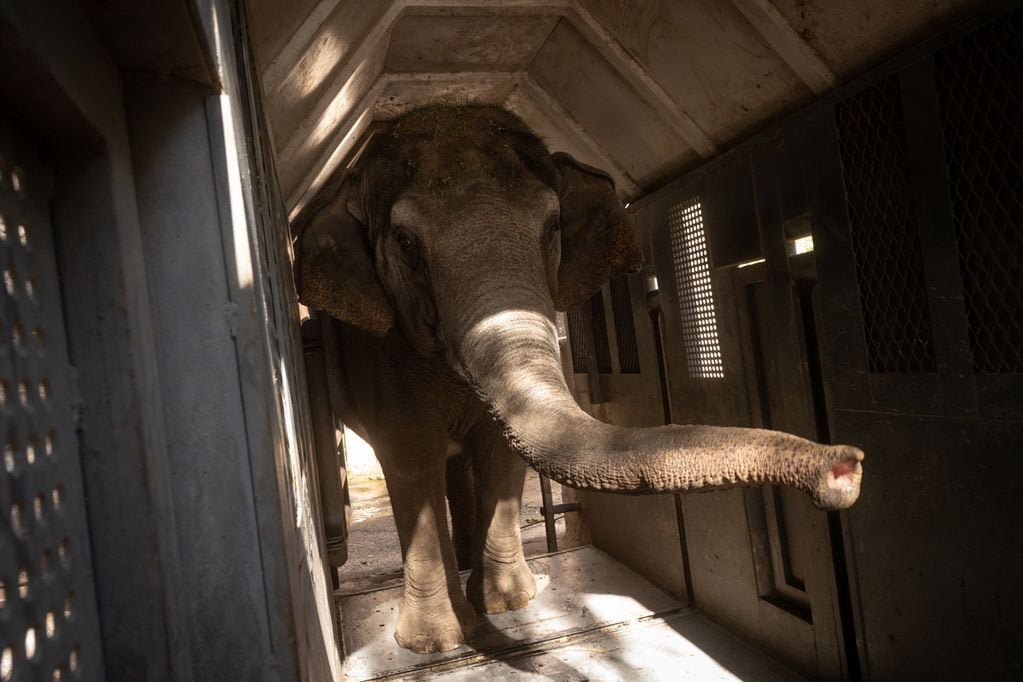 Así será el operativo de traslado de las elefantas Pocha y Guillermina a Brasil durante los próximos días. Foto: Ignacio Blanco / Los Andes.
