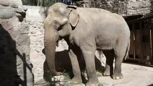 Tamy, el último elefante en Argentina que espera ser trasladado de Mendoza al Santuario de Brasil.