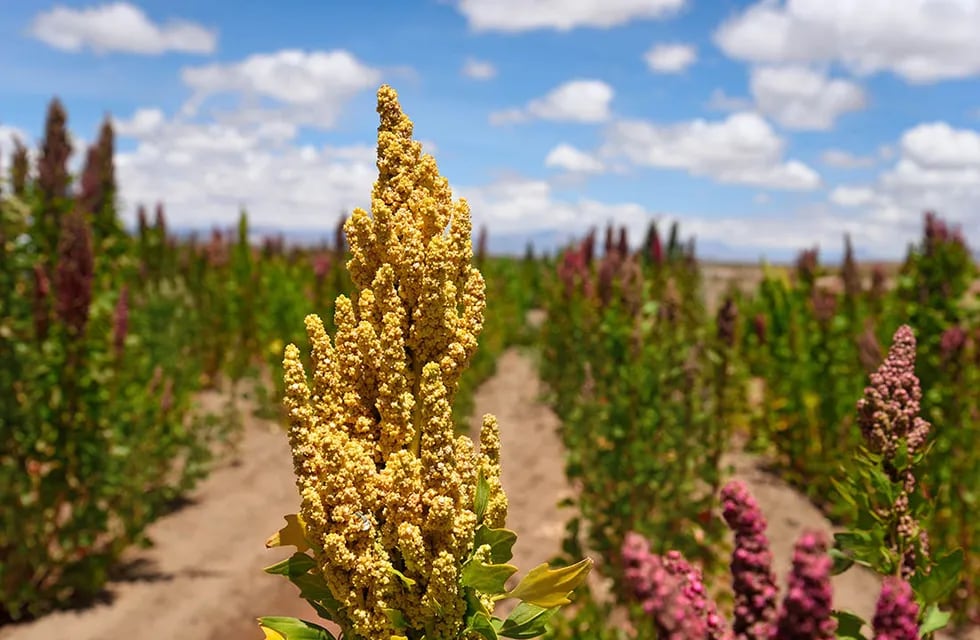 La quinoa se adaptar a diferentes terrenos y tipos de suelo.