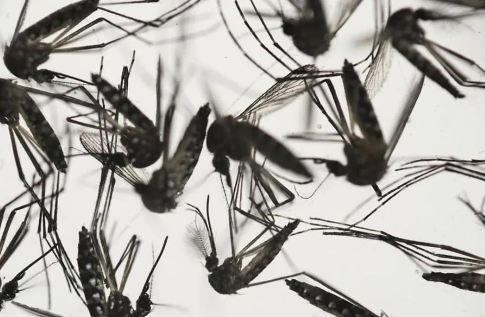Dengue: el mosquito tiene una buena actividad cuando las temperaturas rondan entre los 18 y los 27 grados