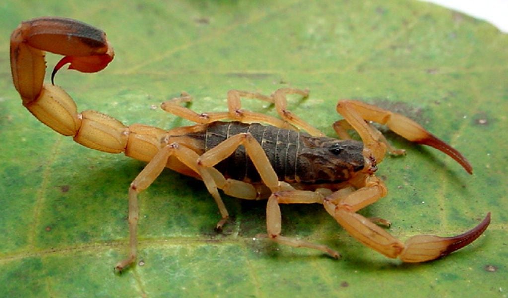 Escorpión Tityus serralatus, el más mortífero de Sudamérica. Foto: Web