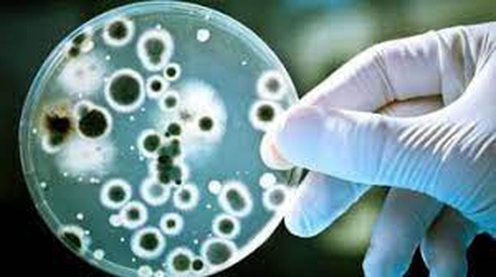 Qué es el Streptococcus pyogenes y por qué preocupa al gobierno. Foto: Web.