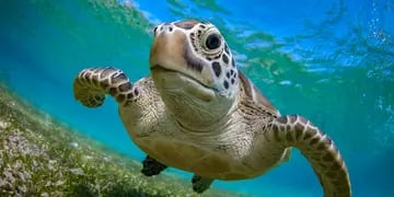 Por consumir carne de tortuga marina mueren 9 personas y hospitalizan a otras 78