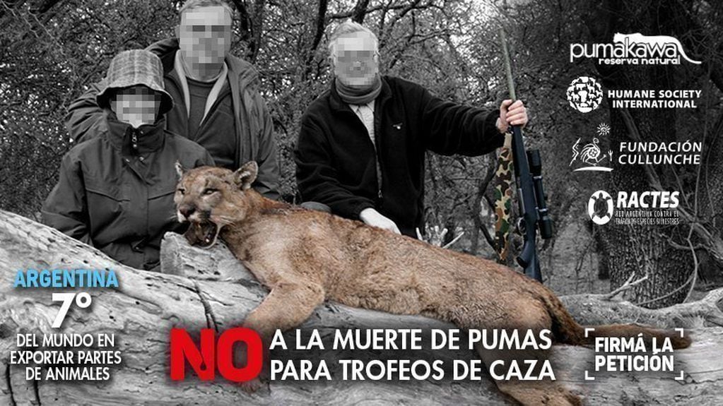 Productores del Sur reclaman una ley que repare las pérdidas de sus animales cazados por pumas. Foto: Fundación Cullunche.