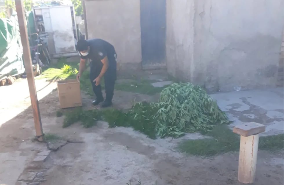 La Policía y el hallazgo de las plantas de marihuana. /Ministerio de Seguridad