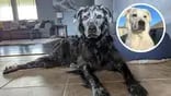 Registró el impactante cambio de su perro con vitiligo y las imágenes sorprendieron a todos: “Es como Gandalf”