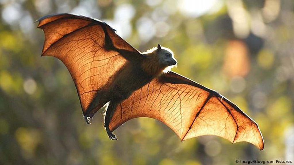 Una especie de murciélagos protegida complicó la vida de cientos de personas en Australia. Bluegreen