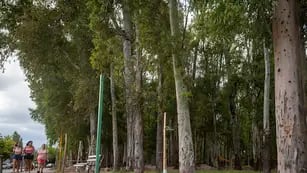 Bosque de Eucaliptus