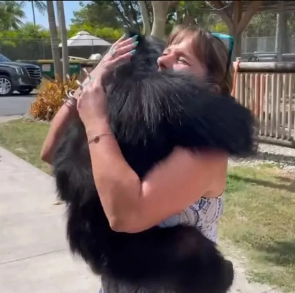 El emocionante reencuentro de un chimpancé con la mujer que le salvó la vida.