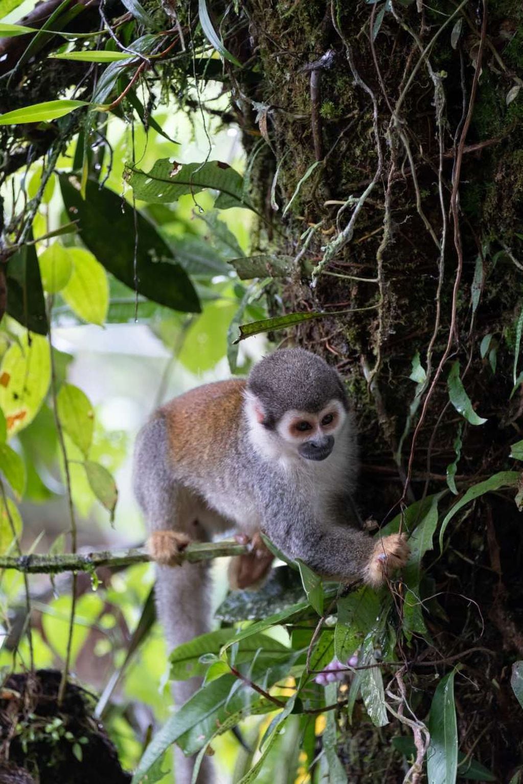 
Fauna. Un mono anuncia el acceso a la selva amazónica ecuatoriana, en la falda del volcán Tungurahua. | NYT
   