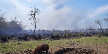 A cinco meses de los incendios, la naturaleza se empieza a recuperar en Corrientes