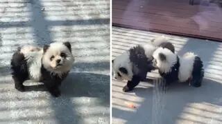 Falsos osos panda en un zoológico