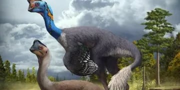 Descubren el primer dinosaurio del mundo que estaba incubando y a sus bebés fosilizados