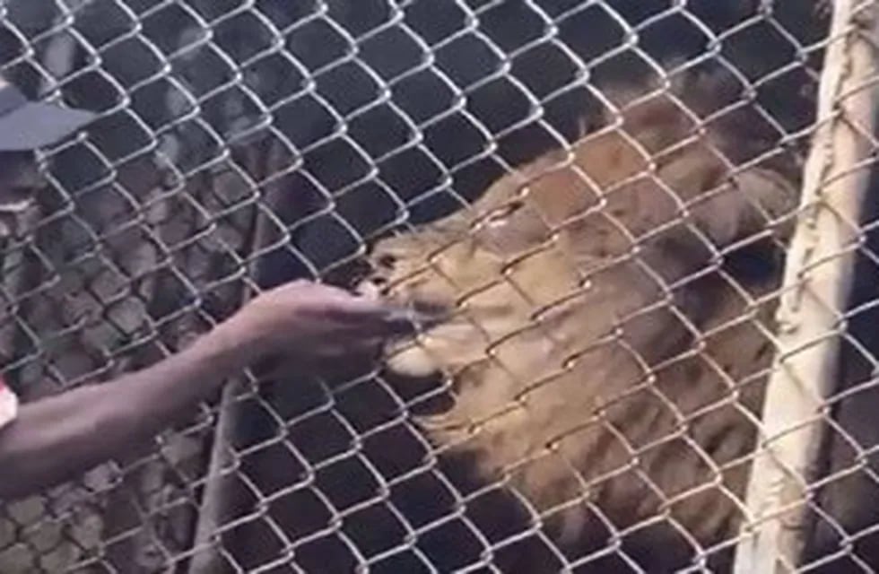 Un león le arranca un dedo a un cuidador que lo provocó. / Foto: Gentileza