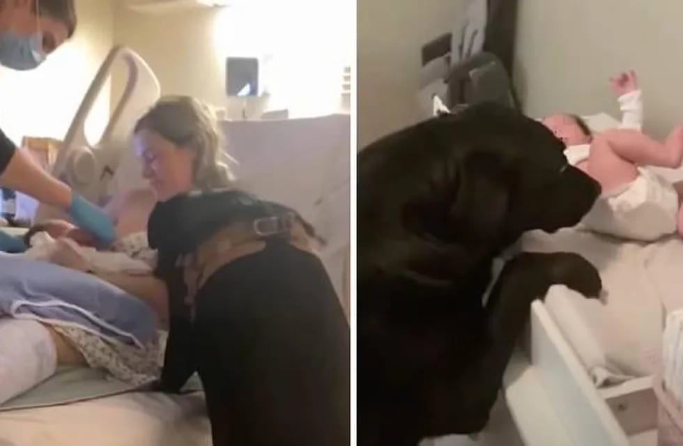 El perro estuvo con su dueña en el parto de su primera hija.