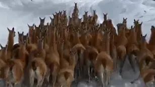 Ni en un documental: la impactante secuencia de un grupo de guanacos corriendo en la nieve en San Carlos. Foto: Gentileza Guardaparques de Alvarado