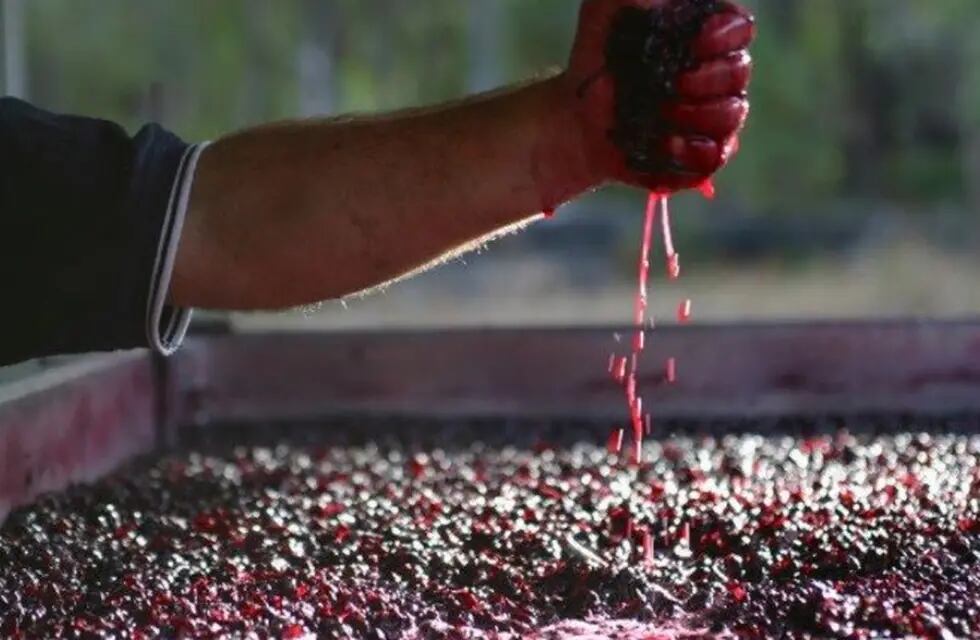 Todavía no hay acuerdo entre Mendoza y San Juan ni entre los productores, en el porcentaje que se debe destinar de uva para mosto.