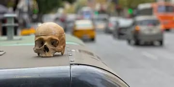 El cráneo hallado en plena avenida Colón. (El Doce)
