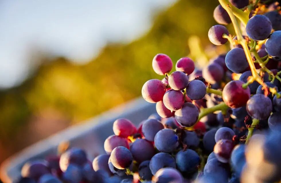 Es muy grande la diferencia de precio que plantean productores y bodegueros sobre la uva
