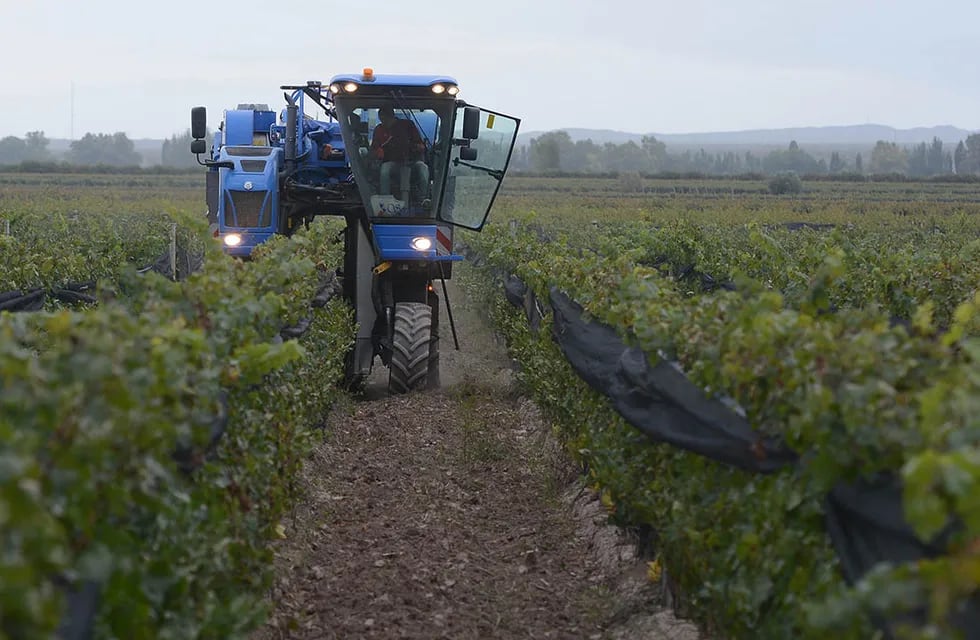 El uso de cosechadora mecánica cada vez es más común en la vitivinicultura.