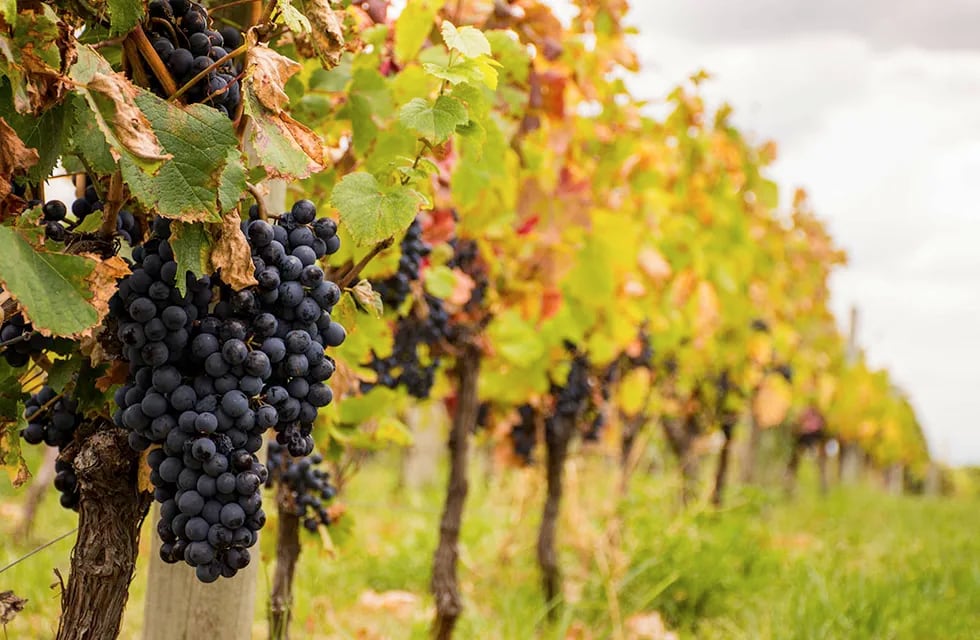 Aunque la medida de incentivo a las exportaciones fue bien recibida por el sector vitivinícola, plantean que el escenario cambió y se podría revisar la propuesta.