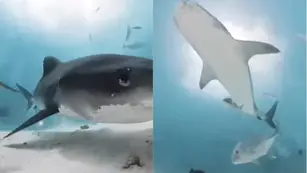Video: un tiburón se tragó una cámara y dejó ver cómo es el interior de su cuerpo