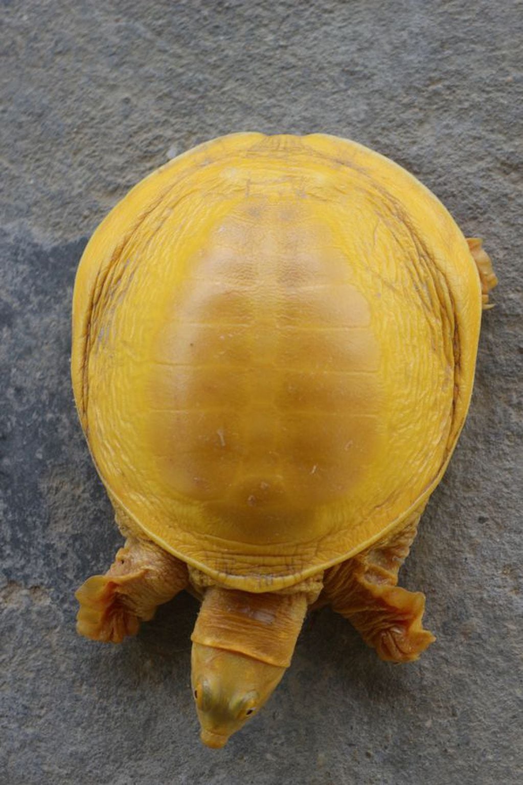 Una tortuga dorada fue descubierta en Nepal y ahora la adoran como reencarnación divina. Foto Mirror.