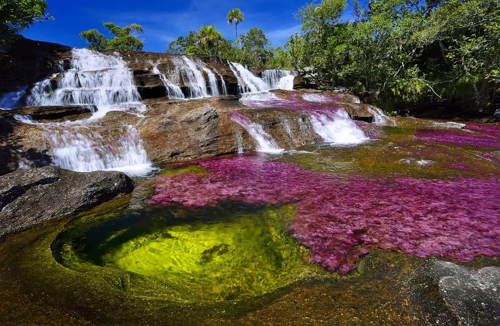 Los particulares colores del río Caño Cristales se deben a una planta acuática endémica llamada Macarenia clavigera, que florece entre junio y diciembre y danza en las aguas jugando con los rayos solares.