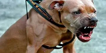 Tragedia en Misiones: una mujer en situación de calle murió tras ser atacada por tres perros Pitbull