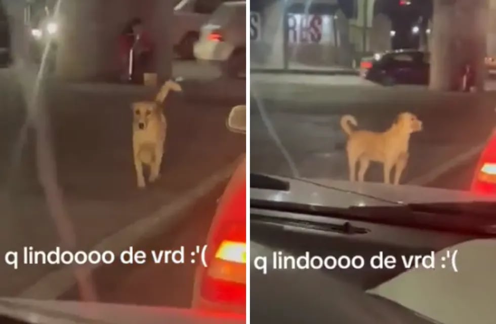 Un perrito pide limosna en la calle para ayudar a su dueña discapacitada.