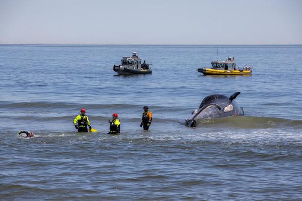 La ballena Sei medía 13,4 metros de largo. La especie ha sido declarada en peligro de extinción, por lo que el caso representa una enorme pérdida. Foto: MICHAEL MCKENNA/MARINE MAMMAL STRANDING CENTER