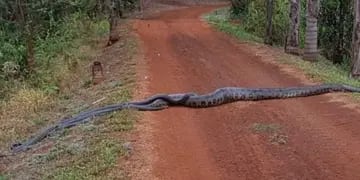 Anaconda en Brasil