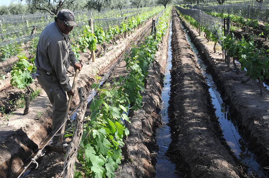 Los costos del riego en la vitivinicultura aumentarán un 118%. - Archivo / Los Andes