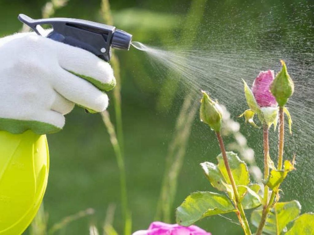 Esto ocurre si usas jabón blanco en tus plantas.