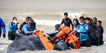 Fotos y video: el impactante rescate de dos ballenas varadas en las playas de Buenos Aires