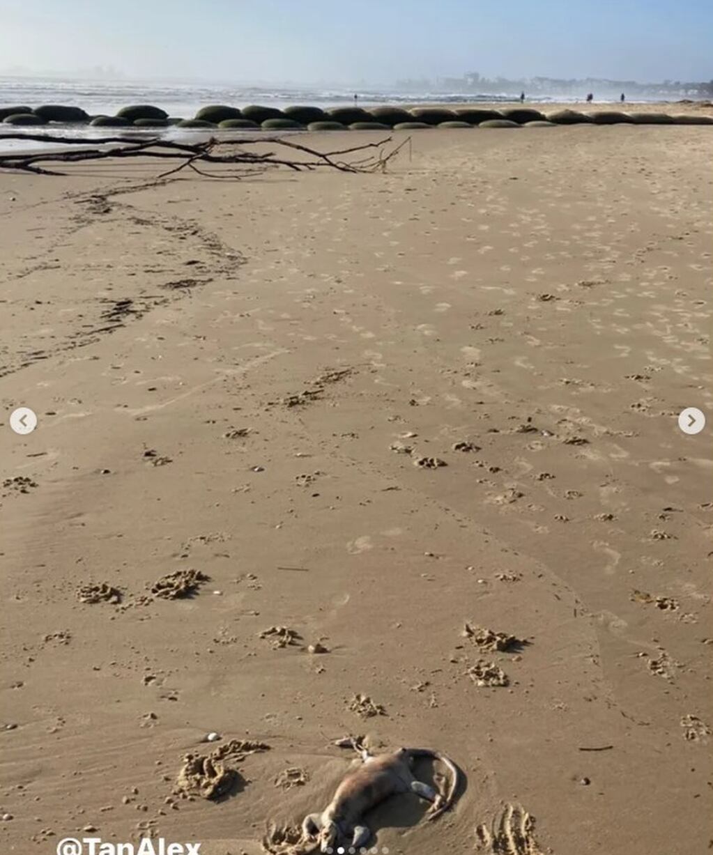 Las imágenes de la criatura que un joven encontró en una costa australiana desorientan a los usuarios de las redes.