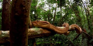 Así es la isla prohibida donde viven las cuatro mil serpientes más venenosas del mundo