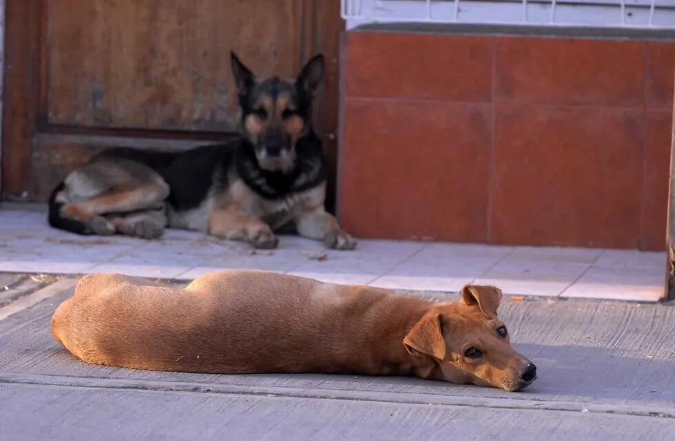 Para terminar con perros y gatos callejeros, Mendoza promueve un plan de tenencia responsable
