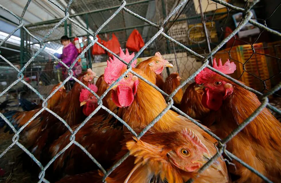 Detectaron casos sospechosos de gripe aviar en campos de Jujuy y Uruguay.