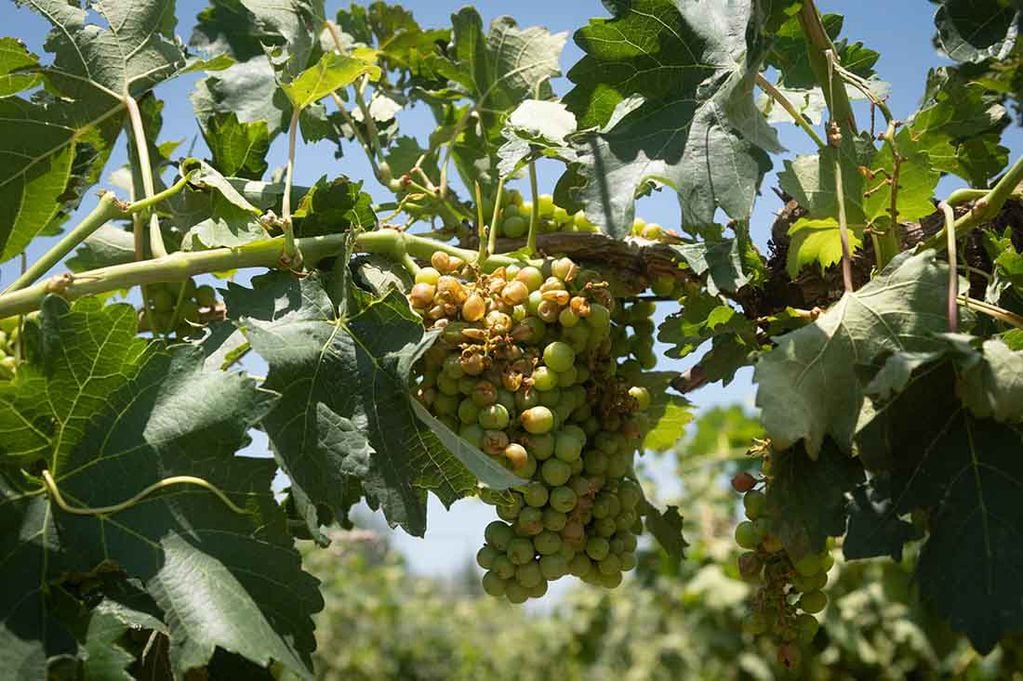 La calidad de las uvas puede verse afectada en algunas regiones donde el efecto del cambio climático es negativo. - Ignacio Blanco / Los Andes
